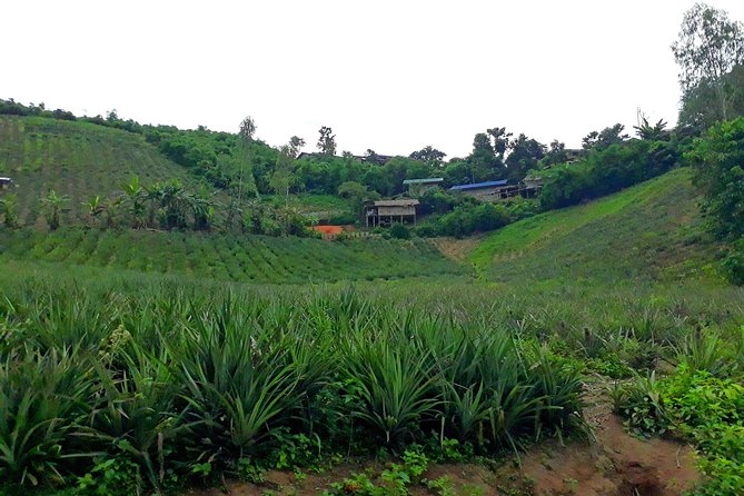 1 Day Trekking Group Tour With Bamboo Cooking / Chiang Rai - Bamboo Cooking Lunch: Why It Feels Different Here