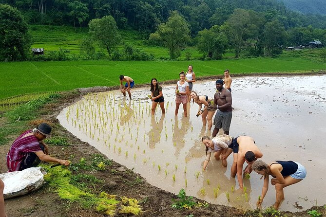 1 Day Trekking in Chiang Mai - Lunch near rice fields: a small pause that changes the mood