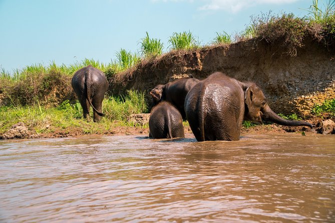 11 Day Tuk Tuk Adventure in Northern Thailand - Day 2: your driver seat meets elephants and a bamboo raft