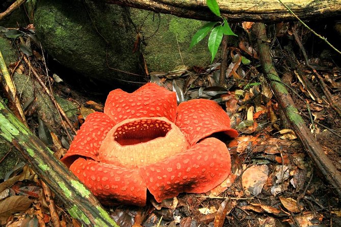 2-Day Khao Sok Jungle Safari from Krabi - Who this Khao Sok safari suits best