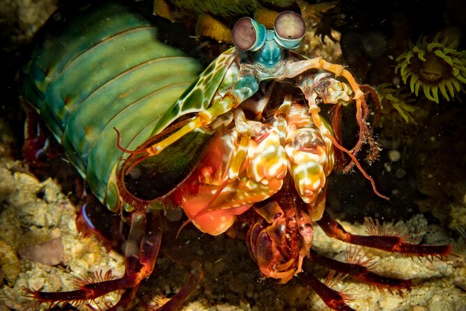 2 Fun Divers for Certified Divers in Thailand - Key highlights worth knowing