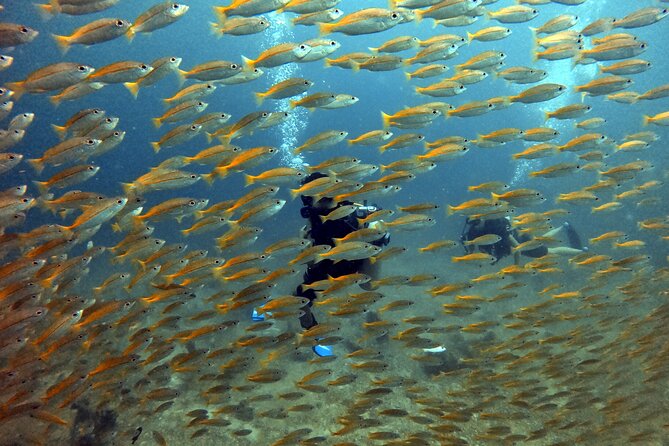 2 Fun Divers for Certified Divers in Thailand - Two underwater sessions with a real lunch break in Koh Lipe