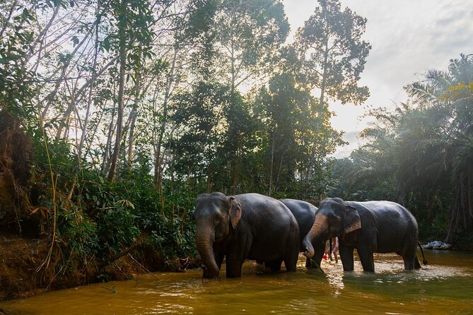 2-Hour Guided Eco-Tour & Transfer to Khaolak Elephant Sanctuary - Key highlights worth planning for