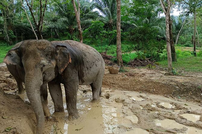 2-Hour Guided Eco-Tour & Transfer to Khaolak Elephant Sanctuary - Khaolak Elephant Sanctuary: what ethical means in practice