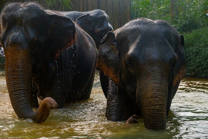2-Hour Guided Eco-Tour & Transfer to Khaolak Elephant Sanctuary - Your guide names to look for: Sai, Tony, Jungle Boy, and more