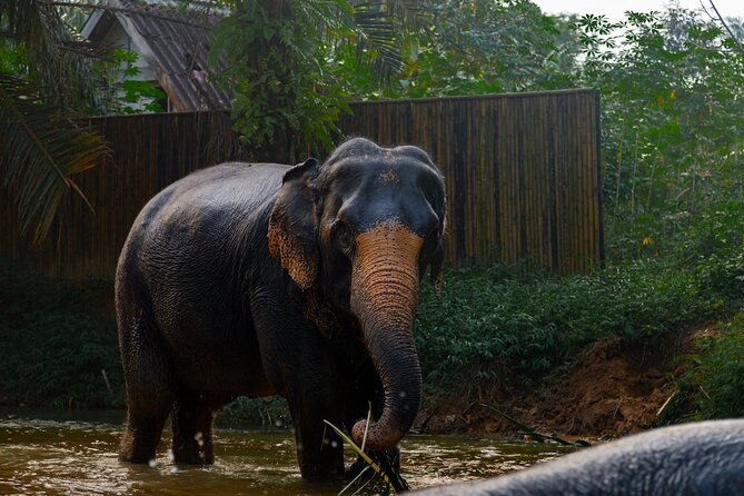 2-Hour Guided Eco-Tour & Transfer to Khaolak Elephant Sanctuary - Price and value: is $74.97 worth it?