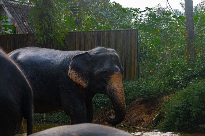 2-Hour Guided Eco-Tour & Transfer to Khaolak Elephant Sanctuary - The 2-hour flow: feeding, jungle walking, and the moments between