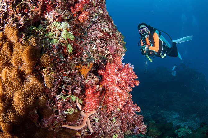 3 Fun Dives in Phi Phi islands for Certified Divers - Phi Phi Islands: what you can realistically expect to see