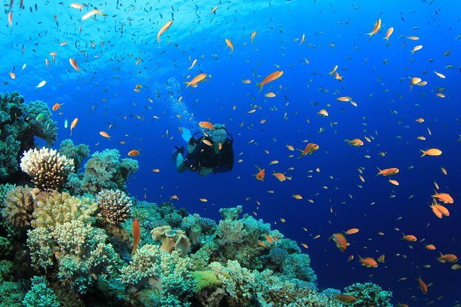 3 Fun Dives in Phi Phi islands for Certified Divers - Shark Point, Anemone Reef, or Koh Doc Mai: the third stop decision