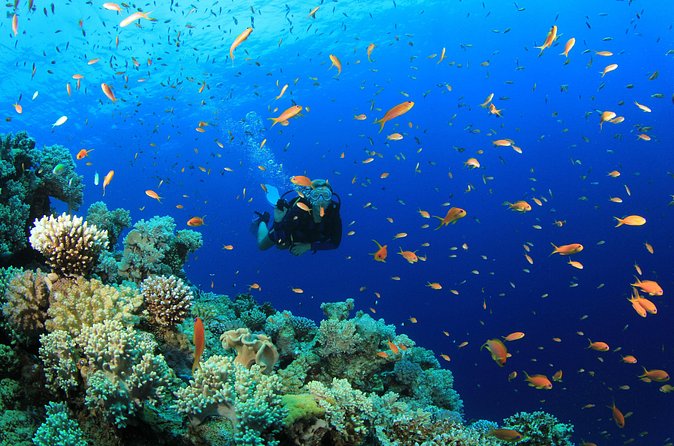 3 Fun Dives in Phi Phi islands for Certified Divers - Safety, health rules, and why you should take them seriously