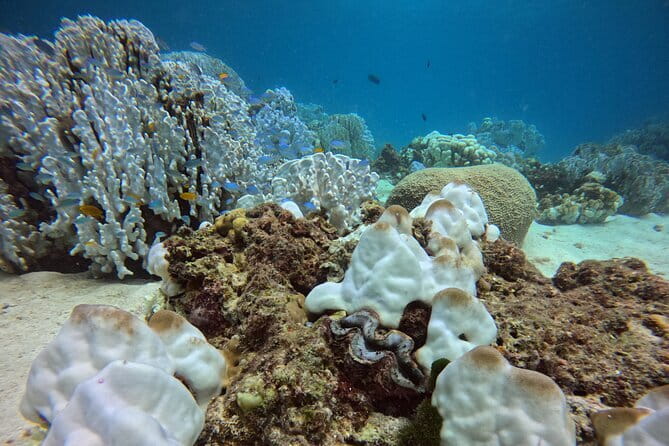 3 Fun Dives in Racha Yai and Racha Noi for Certified Divers - Equipment, Insurance, and What Is Not Included