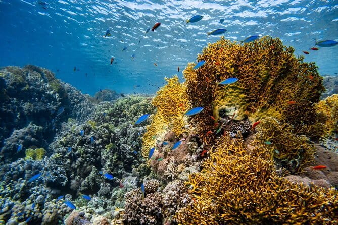 3 Fun Dives in Racha Yai and Racha Noi for Certified Divers - Safety Checks Before You Go: The Medical Stuff That Can Save Your Day