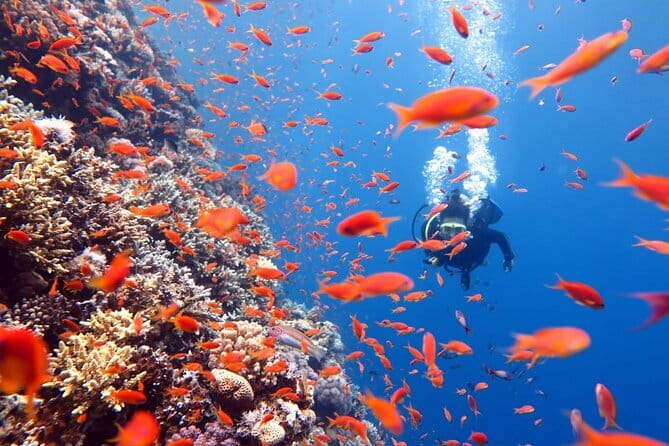 3 Fun Dives King Cruiser Wreck and Koh DokMai for Certified diver - The Boat Day Package: Meals, Equipment, and Transfers