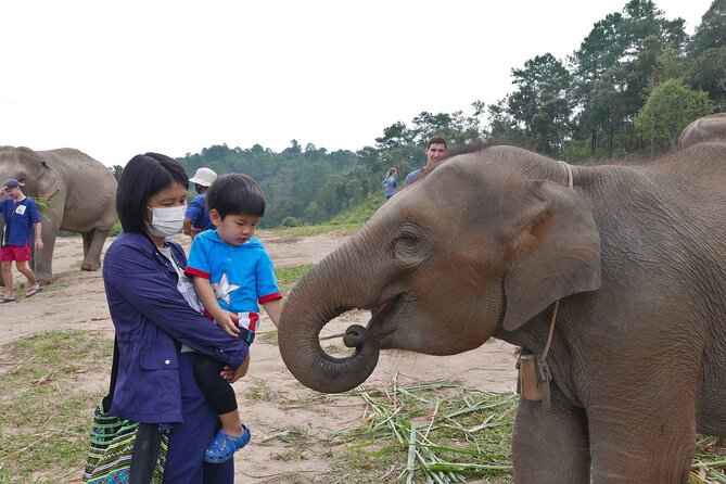 3-in-1: Doi Inthanon Tour, Elephant Sanctuary, and Trekking Trail - Living Green Elephant Sanctuary: ethical rules you will notice