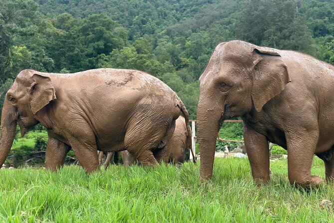 4 in 1 Elephants Long Neck Rafting and Sticky Waterfall Tour - The point of a 4-in-1 Mae Taeng day