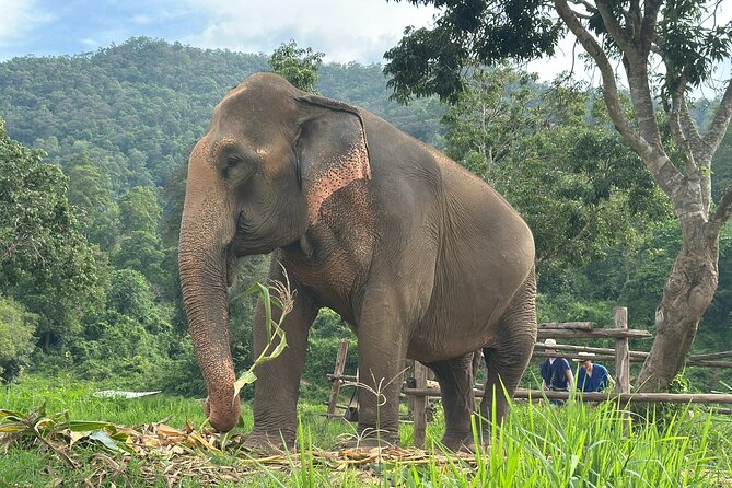 4 in 1 Elephants Long Neck Rafting and Sticky Waterfall Tour - Morning start, pickup, and how the day stays moving
