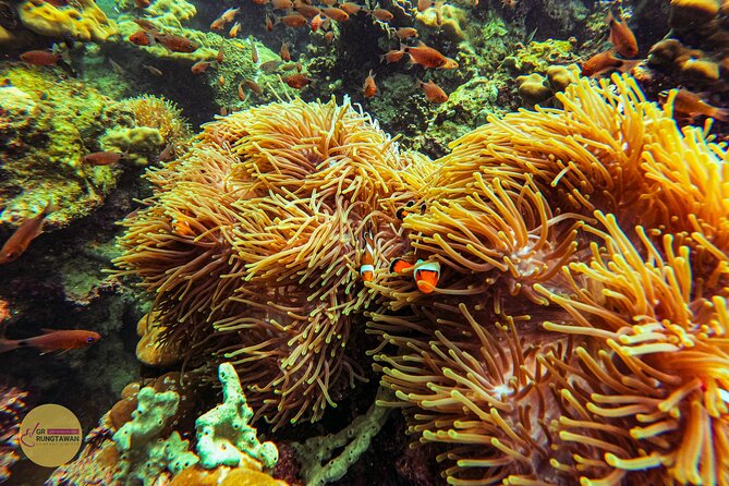 4 Islands Day Tour by Speed Boat from Ao Nang, Krabi - Poda Island beach time: swimming, shade choices, and snorkel setup