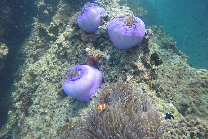 7 Islands Sunset Tour with Buffet Dinner & Night Snorkeling - Koh Tan Ming: Crystal Water Swim Before Dinner