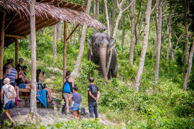 A Morning with the Elephants at Phuket Elephant Sanctuary - Timing and logistics: the 9:30 am schedule and transfers