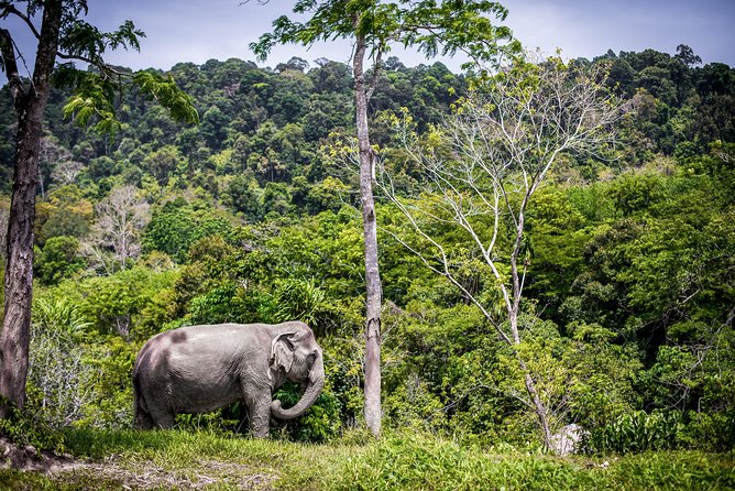A Morning with the Elephants at Phuket Elephant Sanctuary - The jungle walk and observation salas: how you watch elephants well