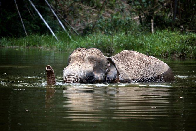 A Morning with the Elephants at Phuket Elephant Sanctuary - From pickup to the treetop lounge: snacks, gear, and a real orientation