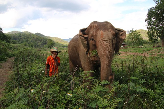 A stunning 11 Day Tuk Tuk Adventure in Northern Thailand - with driver - Your tuk tuk setup, and why the driver changes everything