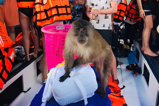 All-in Phi Phi, Maiton, MayaBay, Khai, Bamboo islands Tour - Monkey Beach: a wildlife moment, with rules you should follow