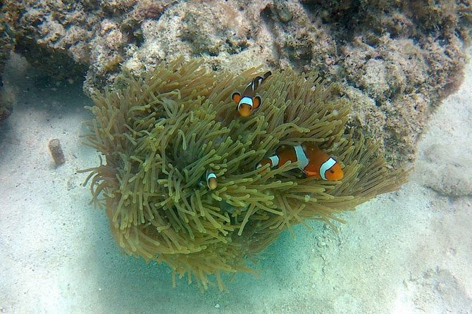 Amazing Krabi 7 Islands One Day Snorkeling Tour By Big Longtail Boat - Poda Island: buffet lunch or dinner, plus real downtime