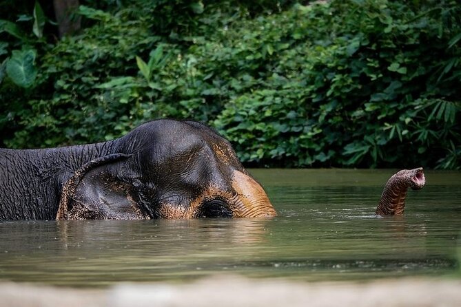 An Afternoon with the Elephants at Phuket Elephant Sanctuary - Key highlights at Phuket Elephant Sanctuary