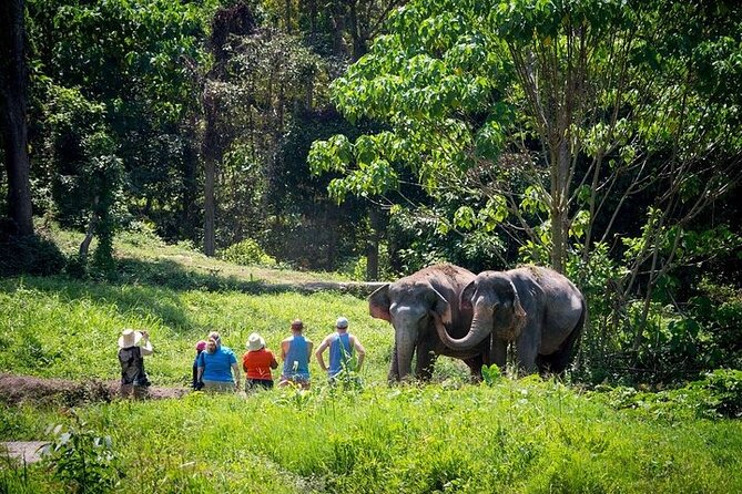 An Afternoon with the Elephants at Phuket Elephant Sanctuary - What ethical elephant tourism actually looks like here