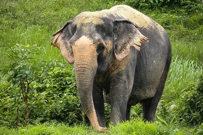 An Afternoon with the Elephants at Phuket Elephant Sanctuary - Canopy walkway walk-through: what you’ll see on the guided route