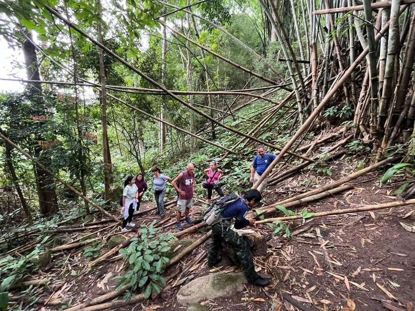 Authentic trek only walk in Chiang Rai jungle - Tea plantations and off-road jungle: what the trail really asks of you