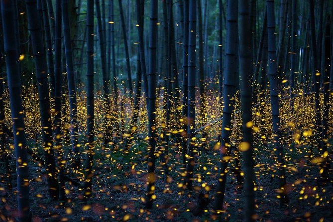 Bamboo Bicycle Tour in twilight: watch dancing Fireflies in Bangkok - Stop 4: Bang Krachao Pier, riverside Thai dinner, then the firefly search