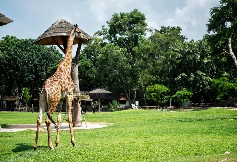 Bangkok/Pattaya: Khao Kheow Zoo Private Tour with Pickup - Key points before you go