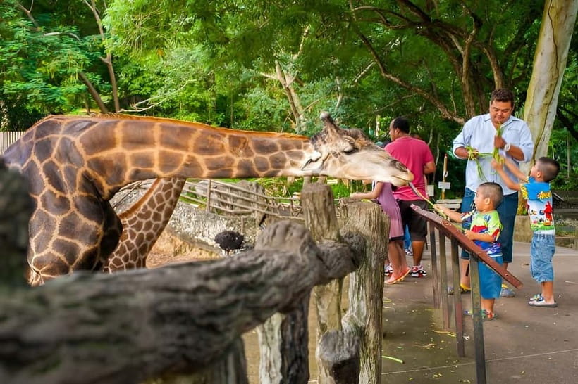 Bangkok/Pattaya: Khao Kheow Zoo Private Tour with Pickup - Why Khao Kheow from Bangkok or Pattaya feels easier with pickup