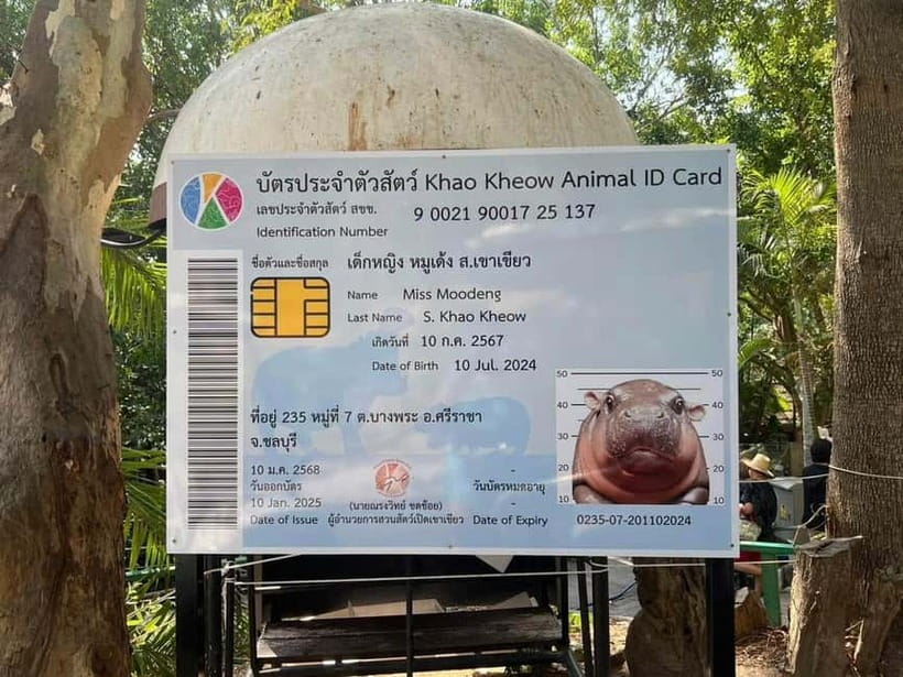 Bangkok/Pattaya: Khao Kheow Zoo Private Tour with Pickup - The Moo Daeng factor, plus the animals and shows that make the day
