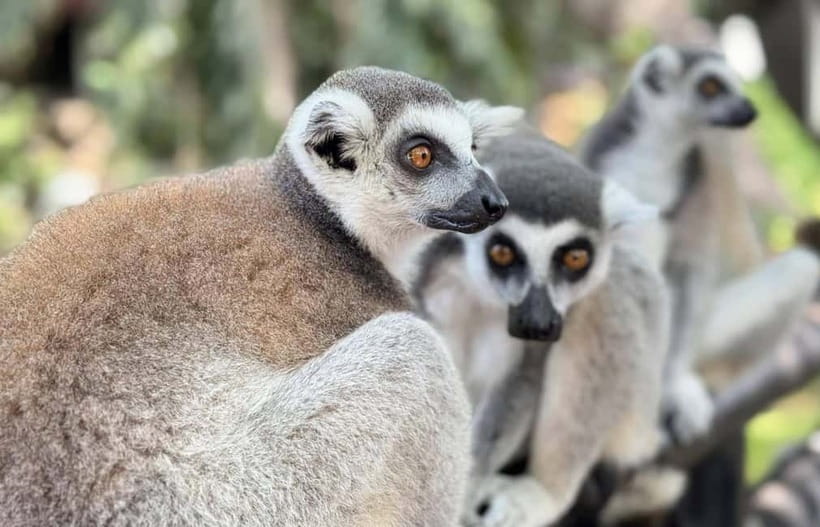 Bangkok/Pattaya: Khao Kheow Zoo Private Tour with Pickup - Price and value: is $64 fair for this kind of zoo day?