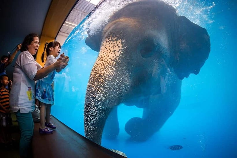 Bangkok/Pattaya: Khao Kheow Zoo Private Tour with Pickup - Pink Zone driving: the big time-saver you should use
