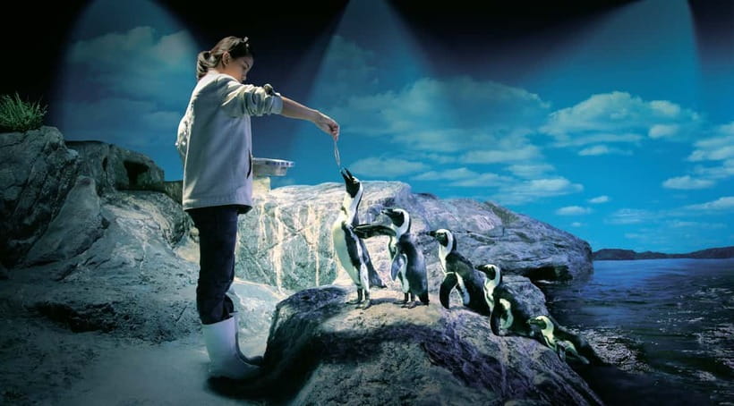 Bangkok: SEA LIFE Bangkok Ocean World Entry Ticket - Siam Paragon Location: A Mall Aquarium With Real Pull