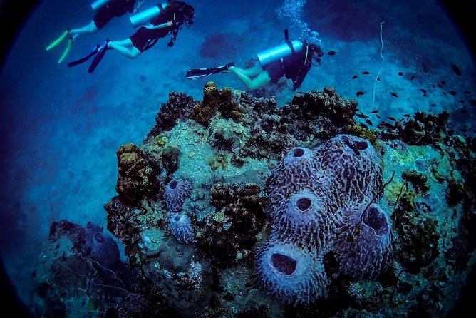 Basic Diver ( One Day Experience) - Getting comfortable with gear: the instructor matters a lot
