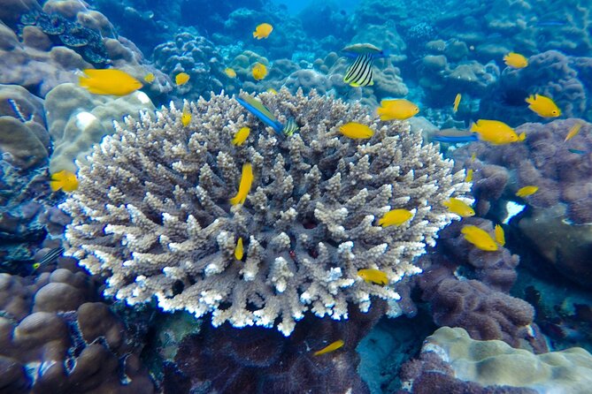 Best of Phi Phi Islands Snorkeling Tour from Phuket - Monkey Beach: up close with wildlife, short and watchful