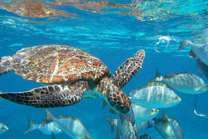 Best Seller - Surin Islands Snorkeling Trip from Khao Lak - Key highlights worth your attention