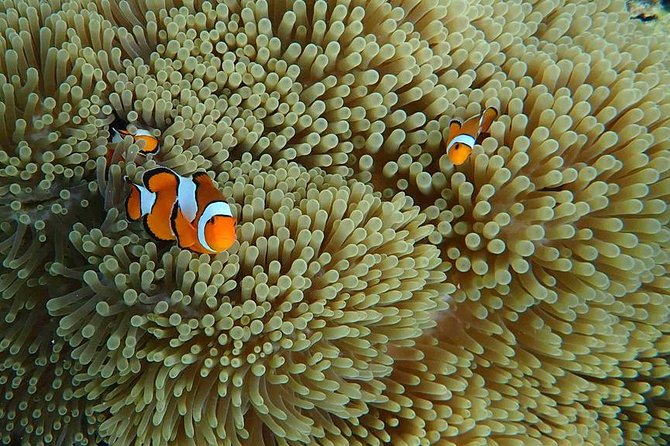 Best Seller - Surin Islands Snorkeling Trip from Khao Lak - Surin Islands snorkeling from Khao Lak, what the day really feels like