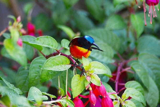 Bird Watching Doi Inthanon - Key Points You’ll Care About