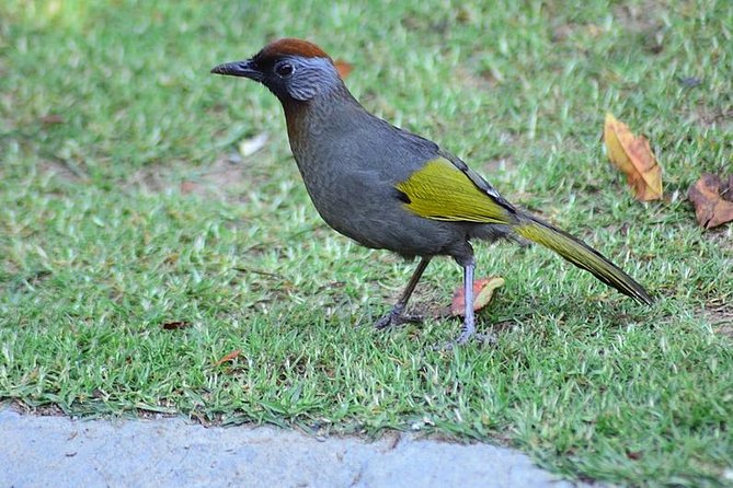 Bird Watching Doi Inthanon - Why Doi Inthanon Works So Well for Birding Days