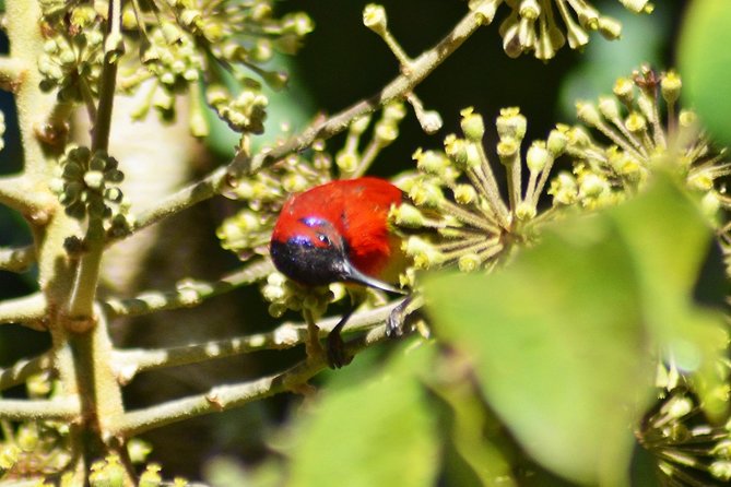 Bird Watching Doi Inthanon - Bird Watching at Multiple Elevations on Doi Inthanon