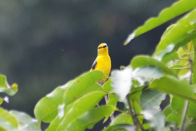 Bird Watching Doi Inthanon - A Village Pause Adds Local Flavor Without Breaking the Birding Flow