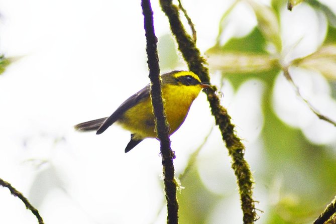 Bird Watching Doi Inthanon - Joe’s Guidance: What You Gain Beyond Spotting Random Birds
