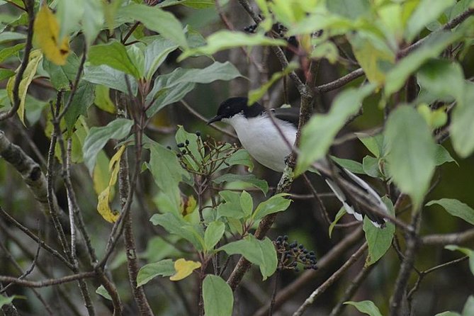 Bird Watching Doi Inthanon - Lunch Time: Fuel for the Walk, Not a Tourist Trap
