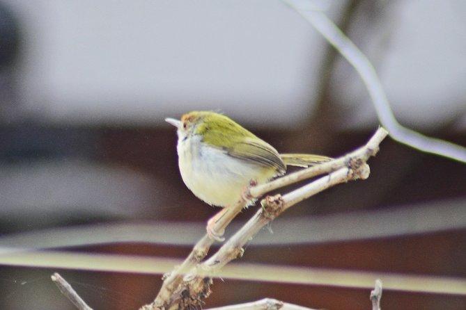 Bird Watching Doi Inthanon - The Return to Chiang Mai, and What to Expect After a Long Day